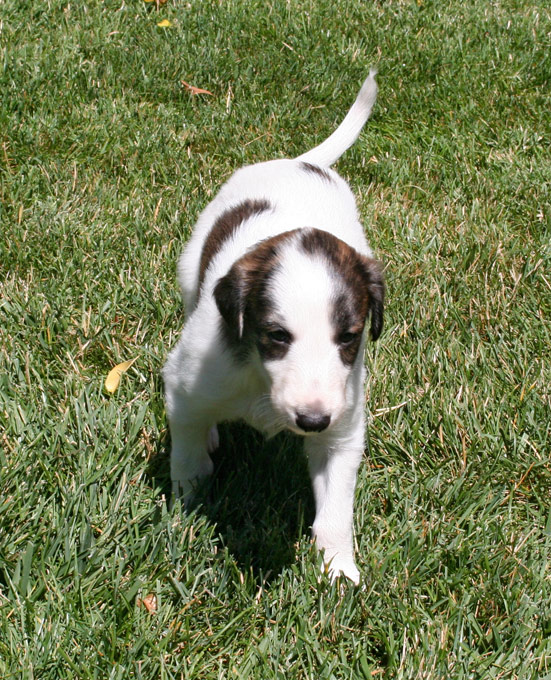 Surf Spots Boy 1 - Front Trot